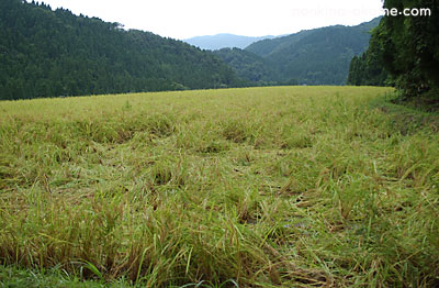 c0145453_17335162.jpg