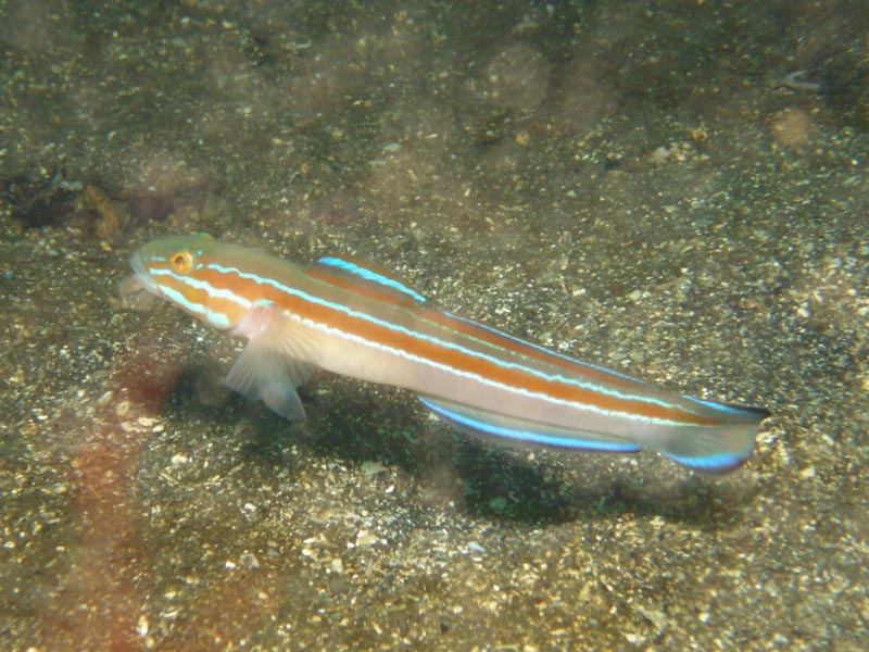 425 ニシキハゼ ランゲルハンス島の海