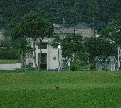 9月4日(木)ワンコも歯が命なの!_f0060461_15501151.jpg