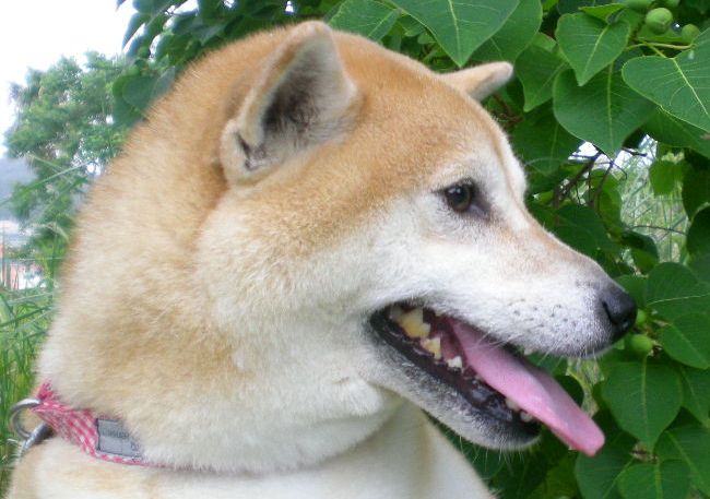 9月4日(木)ワンコも歯が命なの!_f0060461_16103752.jpg
