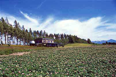 f0099367_1516932.jpg