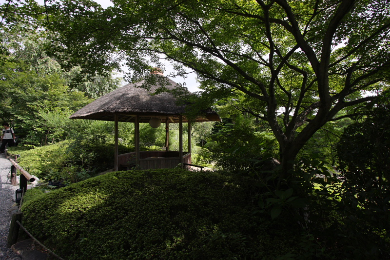 妙心寺　退蔵院_a0046000_113840.jpg