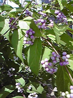 c0161301_20243518.jpg