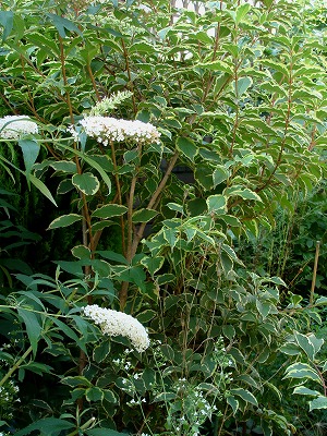 f0170524_13504023.jpg