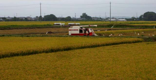 霞ヶ浦大橋近くにて...._f0103534_2030010.jpg