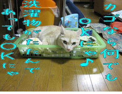 かご猫モカ_b0151748_1252744.jpg