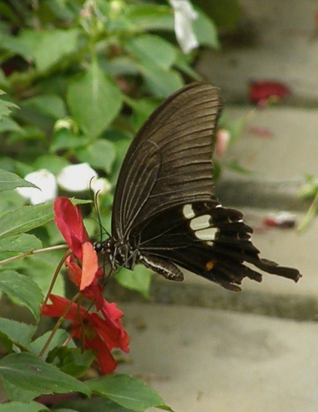e0064158_0233195.jpg