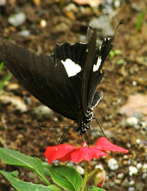 e0064158_0243213.jpg
