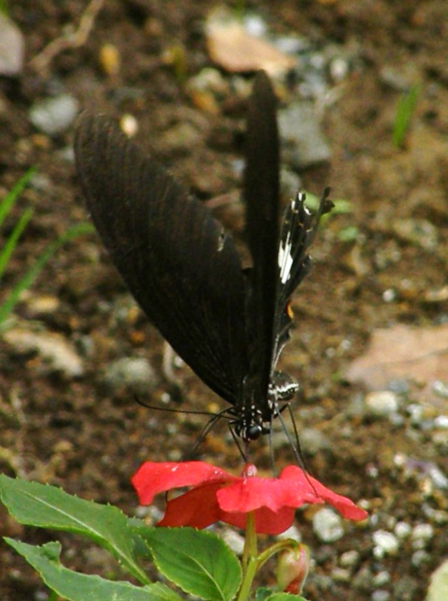 e0064158_0244647.jpg