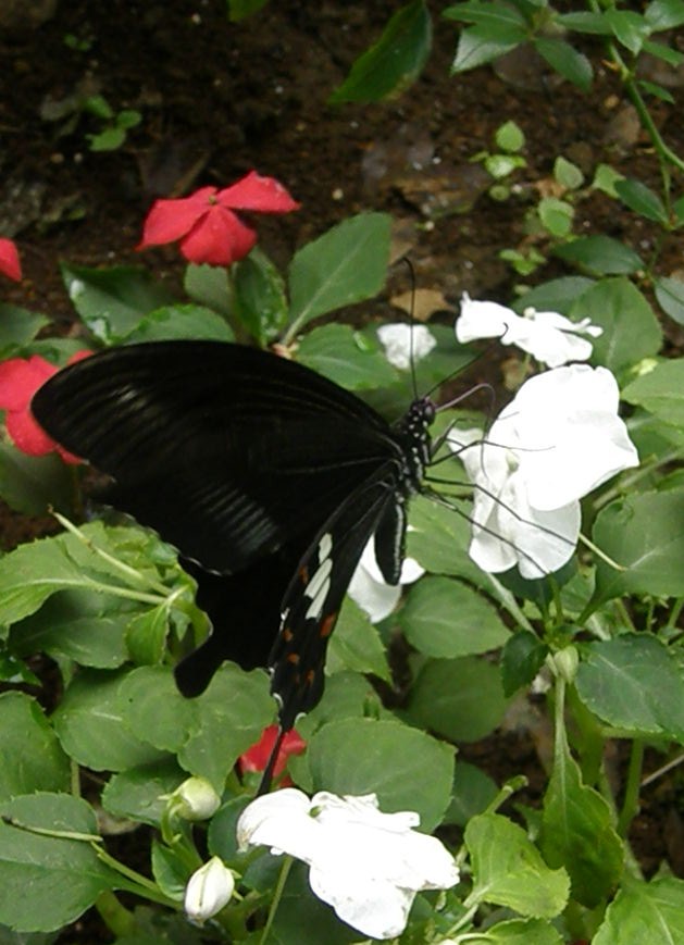 e0064158_0245936.jpg
