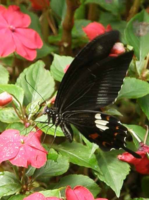 e0064158_0251335.jpg