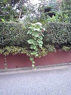 f0169659_1773975.jpg