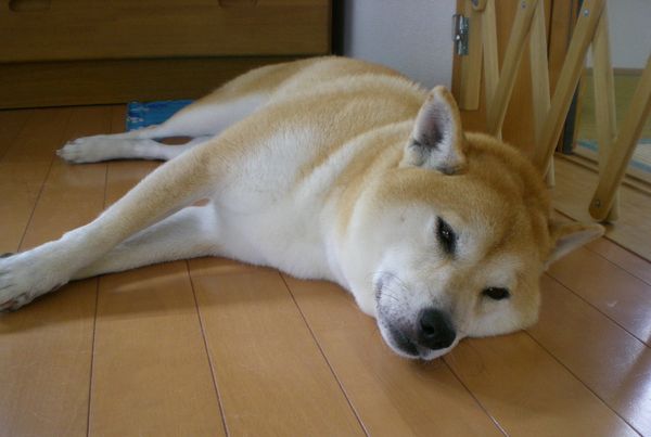 2008年9月5日(金)愛ちゃんもチーズケーキが好き?_f0060461_11423352.jpg