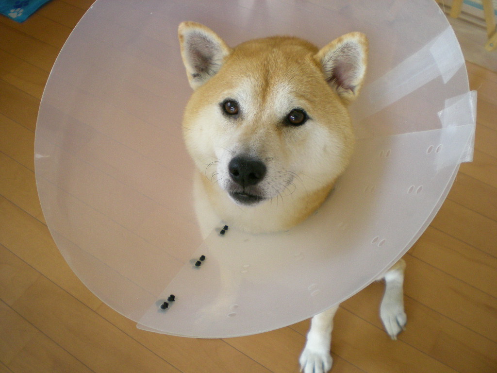 2008年9月5日(金)愛ちゃんもチーズケーキが好き?_f0060461_11471698.jpg