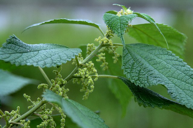 雑草と呼ばれる花々　　　№ 42_f0103667_16255427.jpg