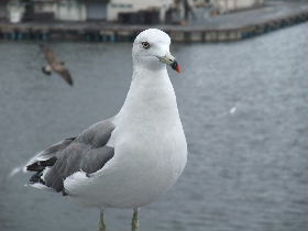 ２００８　北海道ツーリング　１４日目_f0167174_2126527.jpg