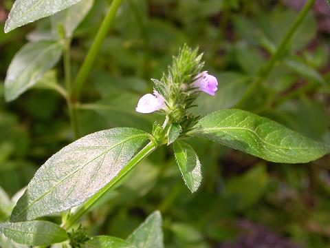 庭の雑草 草と言葉 都会でみどりとあそぶ