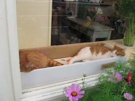 CAT　WINDOW_a0063399_2015065.jpg