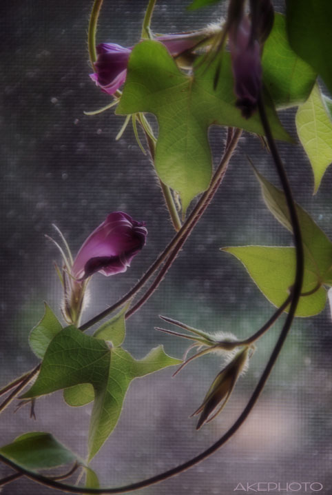 ・:*:・朝　顔・:*:・_e0127416_14525986.jpg