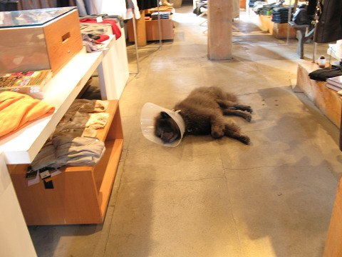 c0126120_105376.jpg