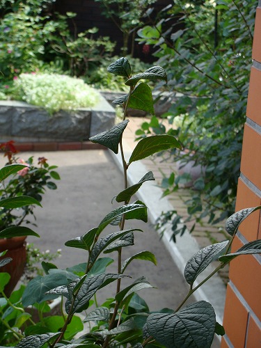 f0170524_12153590.jpg