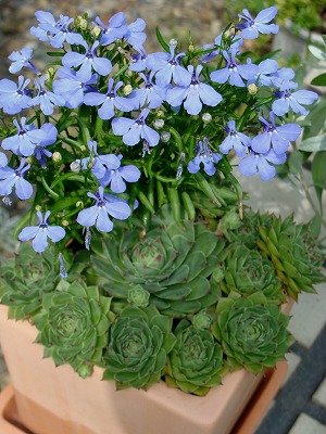 f0170524_1221386.jpg