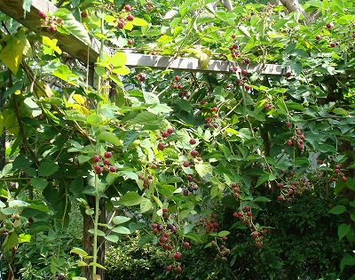 f0170524_123618.jpg