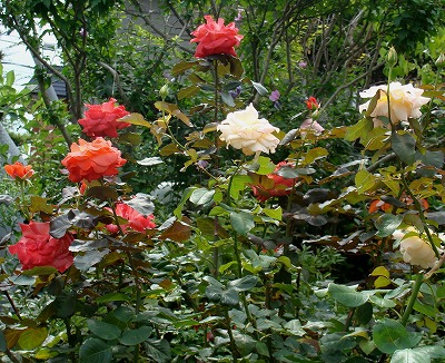 f0170524_124196.jpg