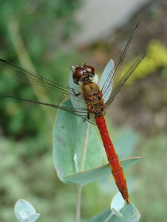 f0170524_1281417.jpg