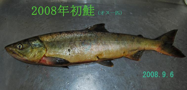 鮭釣れてます！！_e0120026_15583137.jpg