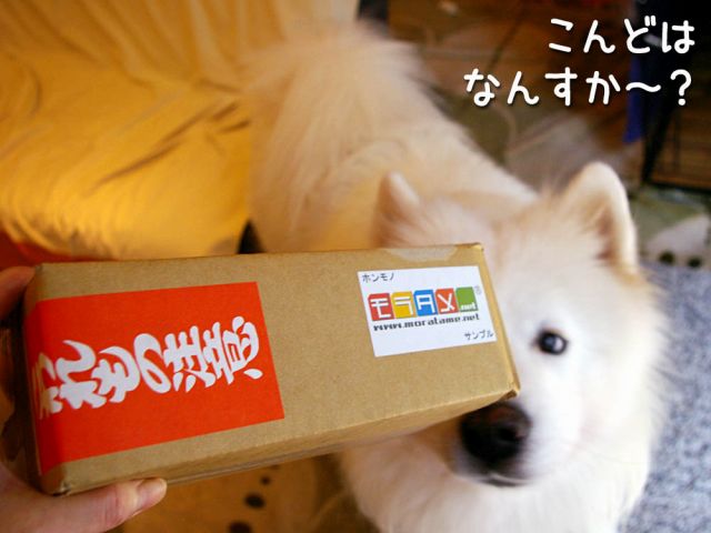 ボーナス！？黒岡助手_c0062832_16454417.jpg