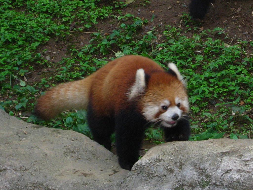 多摩動物公園へ行ってきました Studioacanthus
