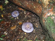 d0048350_1854249.jpg
