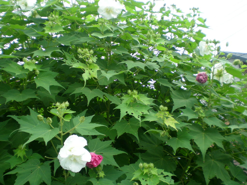 2008年9月6日(土)白い萩の花と愛ちゃん!_f0060461_1011560.jpg