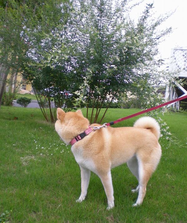 2008年9月6日(土)白い萩の花と愛ちゃん!_f0060461_105725.jpg