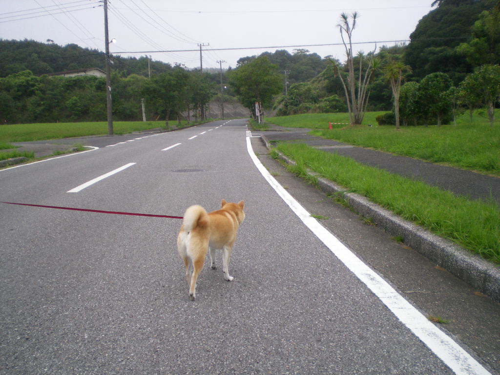 2008年9月6日(土)白い萩の花と愛ちゃん!_f0060461_9574125.jpg