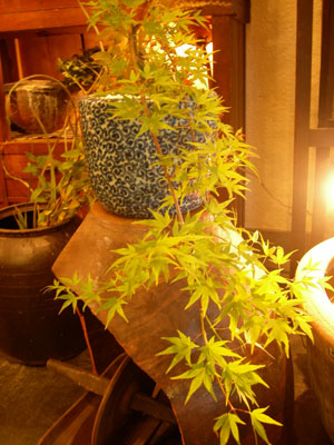 紅葉 竜泉 : 盆栽+花+骨董 花坊主 ハナボウズ