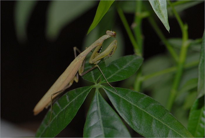 コカマキリ_f0088971_22204772.jpg