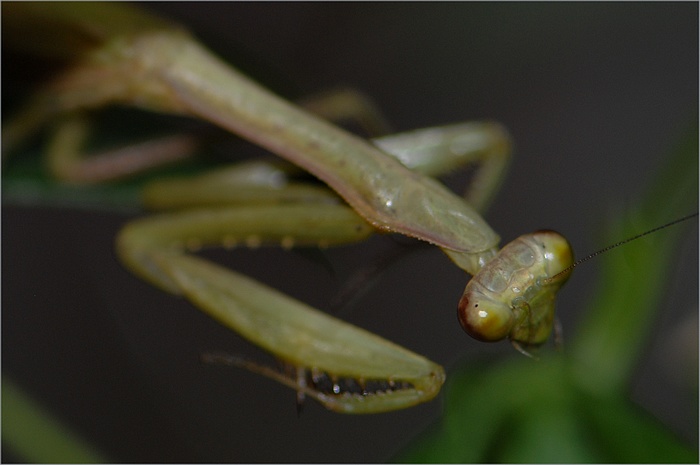 コカマキリ_f0088971_22275515.jpg