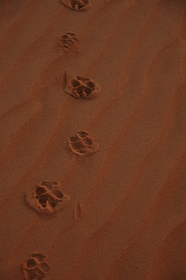 e0066474_1621279.jpg