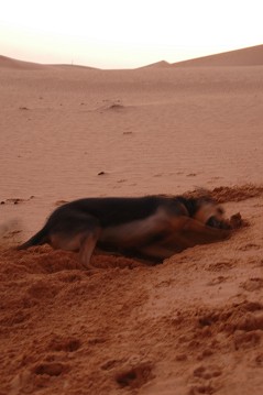 e0066474_23213634.jpg