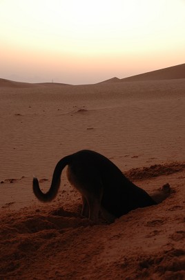 e0066474_23215319.jpg