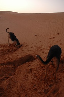 e0066474_2323175.jpg