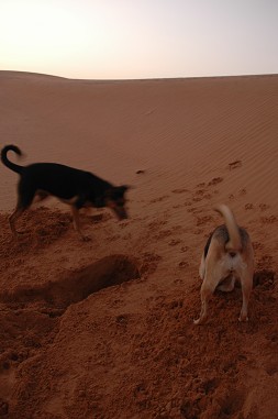 e0066474_23235524.jpg