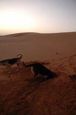 e0066474_23241350.jpg