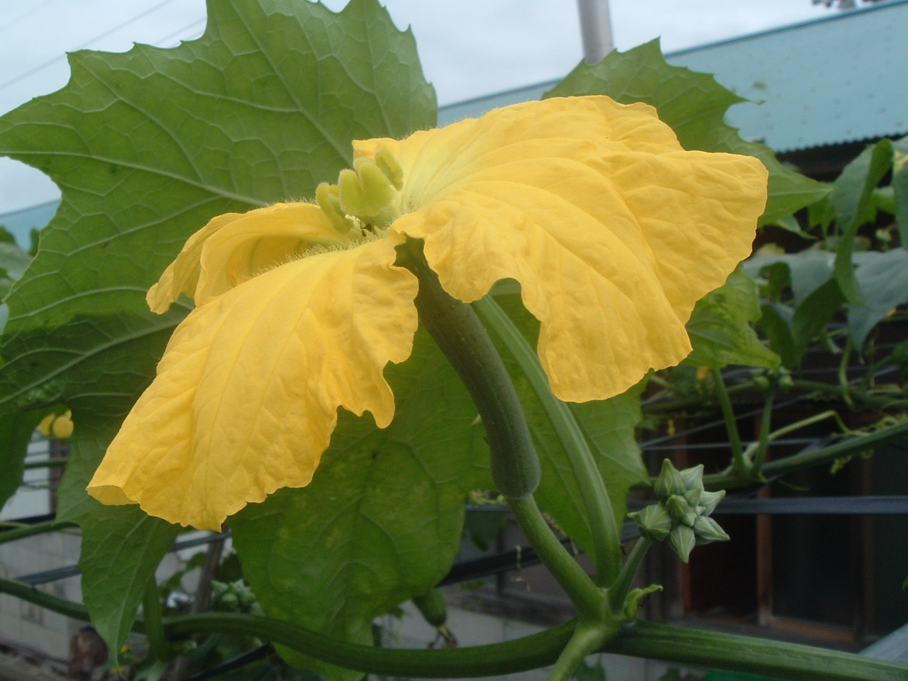 ヘチマの花です 愉多工房なんだりかんだり