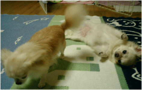 c0088584_18231914.gif