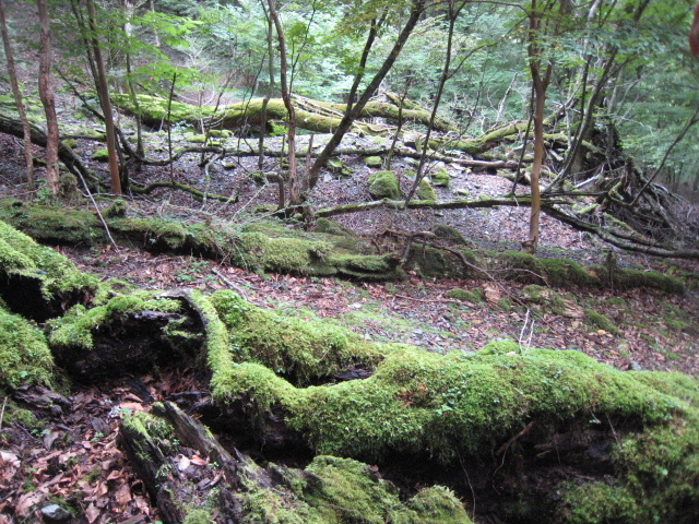 e0111396_92367.jpg