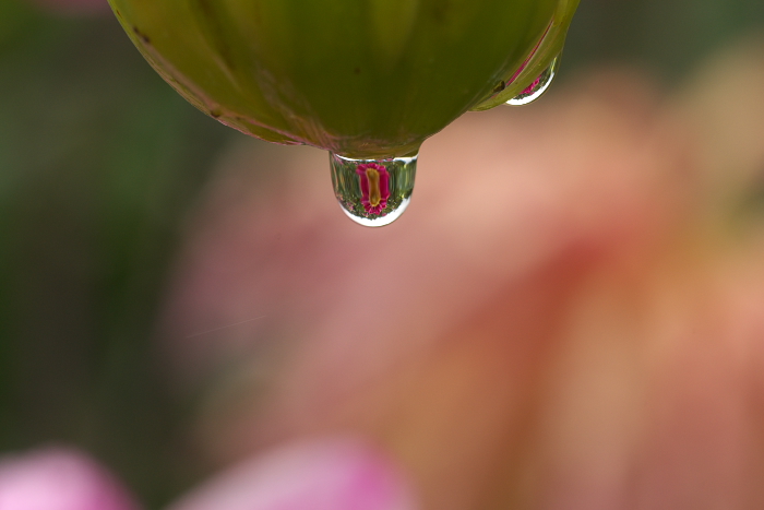 水滴写真、2匹目のドジョウを狙う_f0033205_7595552.jpg