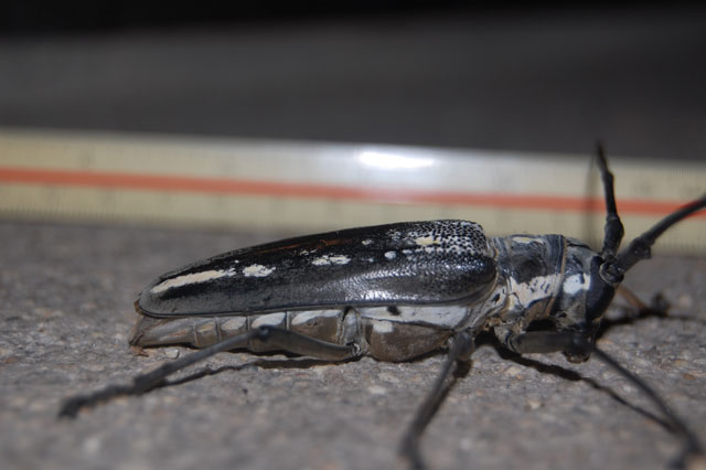 今夜は、これまでで一番大きなカミキリムシ : 昆虫ブログ むし